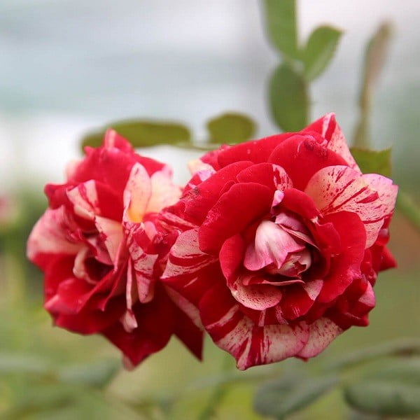 Hoa hồng Julio