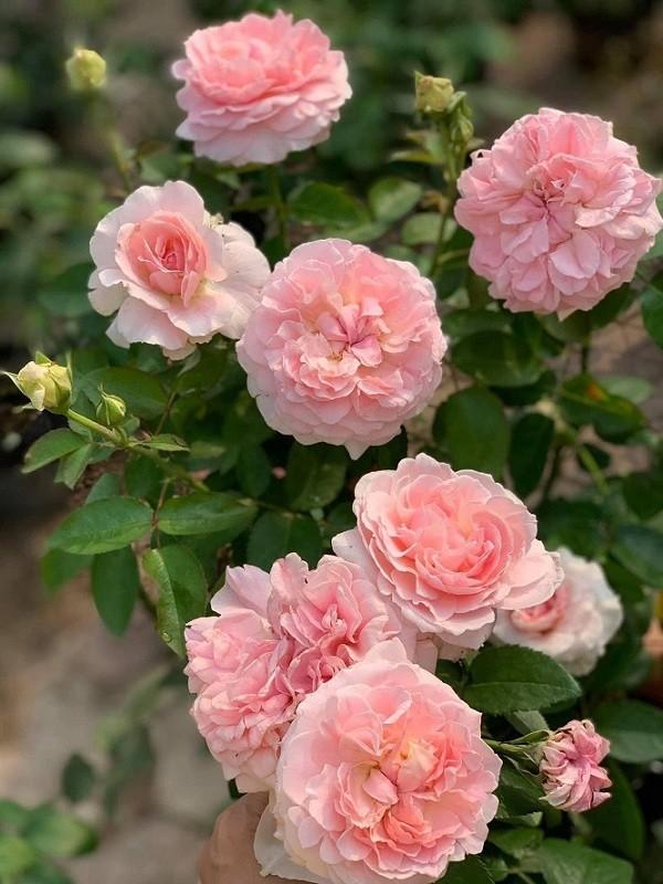Hoa hồng Miranda