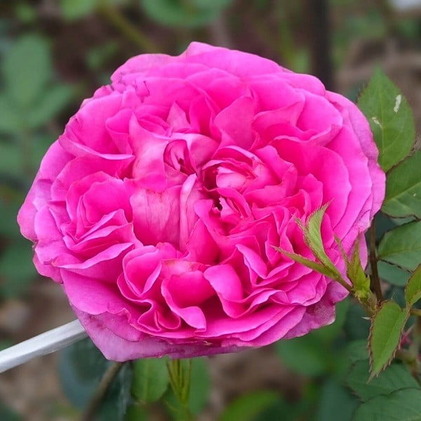 Hoa hồng Lafont
