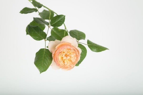 Hoa hồng Masora
