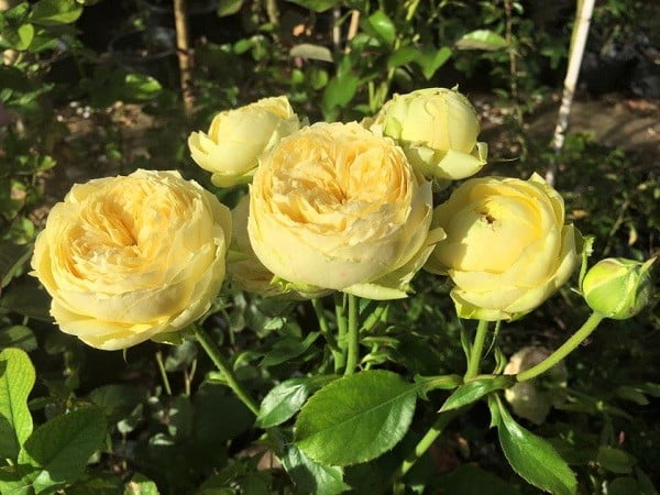 Hoa hồng Catalia