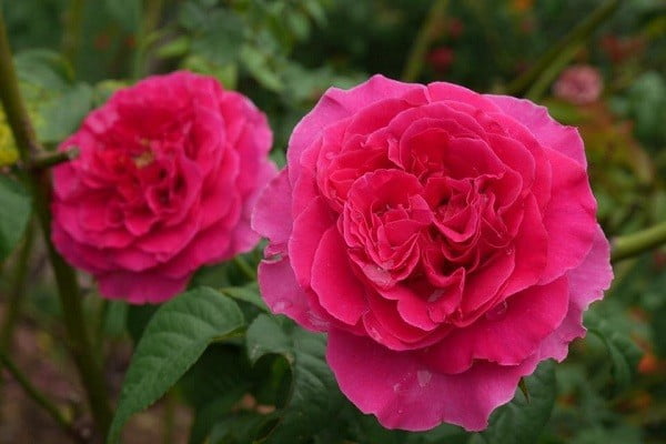 Hoa hồng Kate
