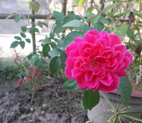 Hoa hồng tường vi