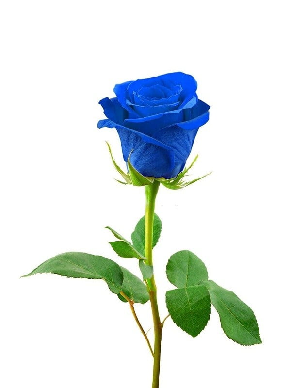Hoa hồng xanh dương