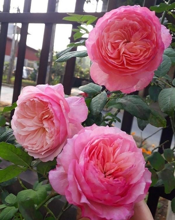 Hoa hồng Constance