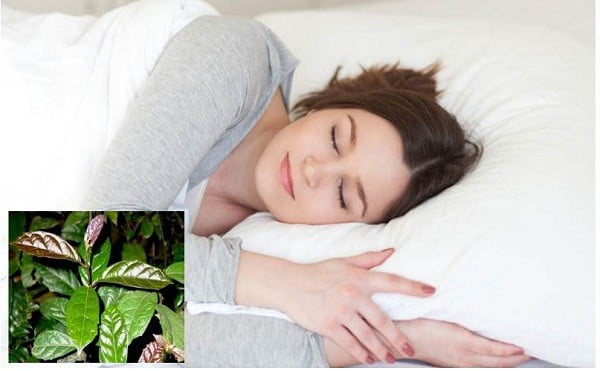 tác dụng xạ đen cải thiện giấc ngủ 